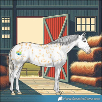 Horse Color:Palomino Appaloosa Rabicano 