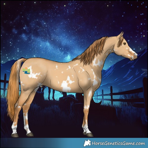Horse Color:White Spotted Red Dun 