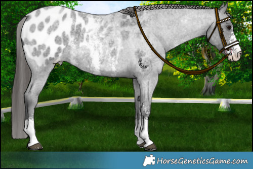 Horse Color:Blue Roan Sabino Appaloosa Rabicano 