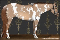 Horse Color:White Spotted Red Dun 