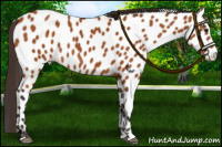 Horse Color:Buckskin Near Leopard