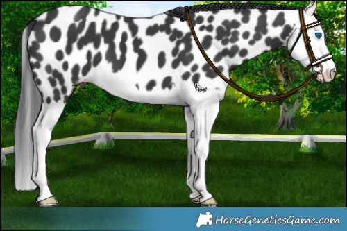 Horse Color:Black Splash Appaloosa 