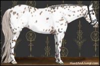 Horse Color:Silver Grullo Frame Near Leopard 