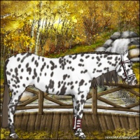Horse Color:Smoky Black Leopard 