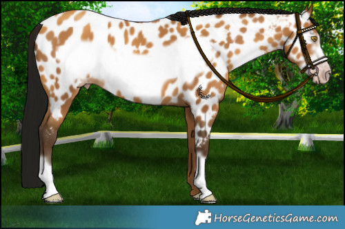 Horse Color:Gray Amber Champagne Frame Appaloosa