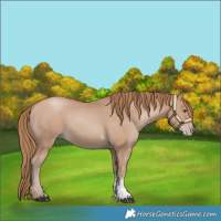 Horse Color:Black Pearl Sabino
