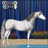Horse Color:Grullo Roan Splash Appaloosa Rabicano 