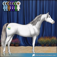 Horse Color:Grullo Roan Splash Appaloosa Rabicano