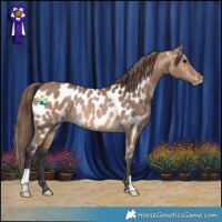 Horse Color:Bay Dun Near Leopard Rabicano 