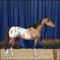 Horse Color:Brown Dun Appaloosa 
