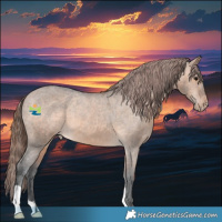 Horse Color:Brown Dun Appaloosa 