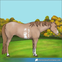Horse Color:Black Pearl Sabino
