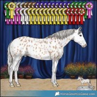 Horse Color:Silver Bay Dun Splash Appaloosa 
