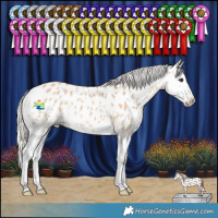 Horse Color:Silver Bay Dun Splash Appaloosa 