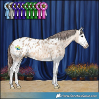 Horse Color:Bay Dun Splash Appaloosa