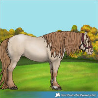 Horse Color:Grullo Pearl Sabino