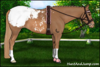 Horse Color:Chestnut Appaloosa 