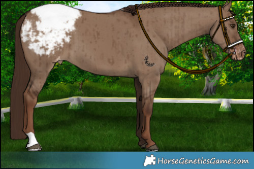 Horse Color:Liver Red Dun Appaloosa Brindle