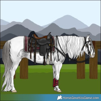 Horse Color:White Spotted Black Splash Tobiano Appaloosa 