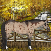 Horse Color:Brown Dun Appaloosa Brindle 