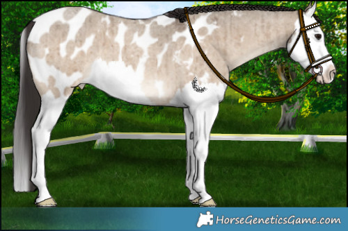 Horse Color:Bay Roan Dun Splash Appaloosa Brindle