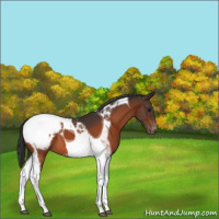 Horse Color:Bay Tobiano Snowcap 