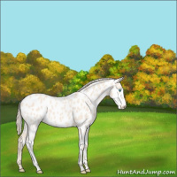Horse Color:Perlino Near Leopard