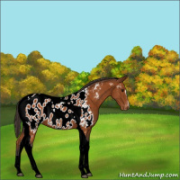 Horse Color:Buckskin Sabino Tobiano Blanket