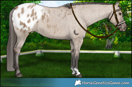 Horse Color:Liver Red Dun Appaloosa Brindle