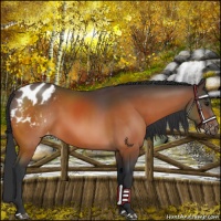 Horse Color:Brown Appaloosa