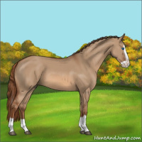 Horse Color:Red Dun Splash 