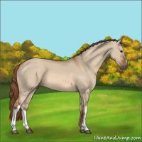 Horse Color:Red Dun 