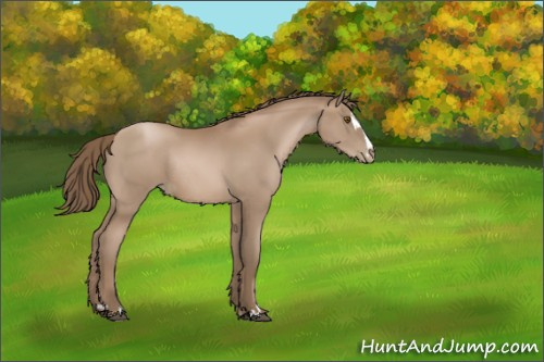 Horse Color:Black Pearl Sabino Rabicano 