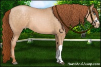 Horse Color:Chocolate Buckskin Pearl 