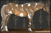 Horse Color:White Spotted Chocolate Palomino