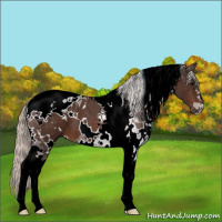 Horse Color:White Spotted Silver Brown Tobiano 