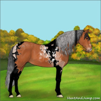 Horse Color:Bay Tobiano 