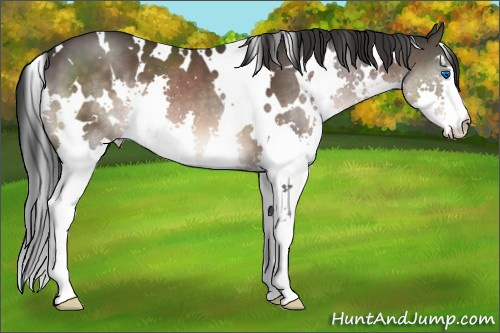 Horse Color:White Spotted Brown Splash 