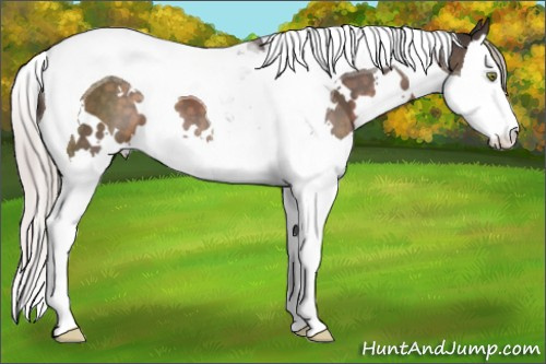 Horse Color:White Spotted Silver Brown Splash Tobiano 