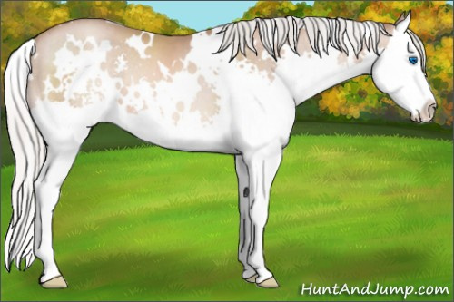 Horse Color:White Spotted Silver Brown Pearl Splash 