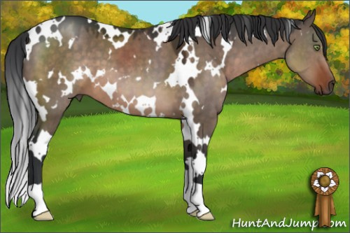 Horse Color:White Spotted Brown Dun 