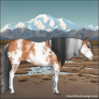 Horse Color:White Spotted Bay 