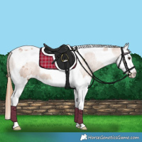 Horse Color:Chestnut Splash Tobiano Appaloosa 