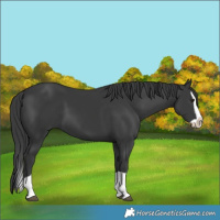 Horse Color:Black Splash 