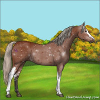 Horse Color:Gray White Spotted Silver Bay 