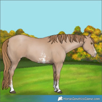 Horse Color:Black Pearl Sabino 