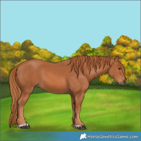 Horse Color:Chestnut 