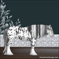 Horse Color:White Spotted Black Appaloosa 