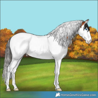 Horse Color:Bay Splash Tobiano 