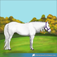 Horse Color:Gray Silver Buckskin Tobiano Rabicano 